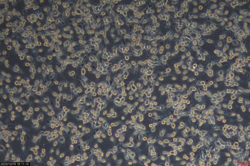 Cell Models for Tissue and Organ Research