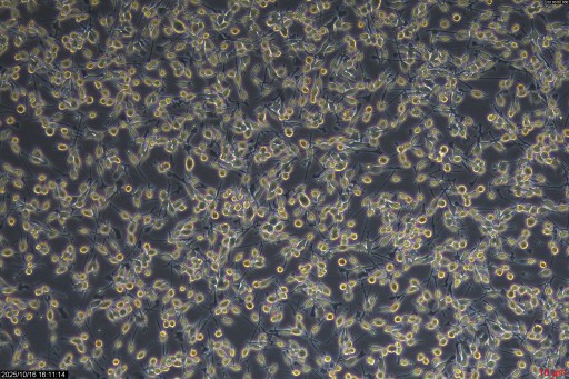 BV-2 Microglia Cell Line