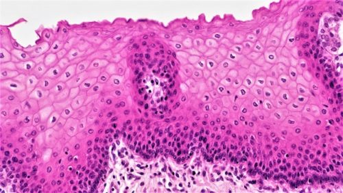 From Tissue to Discovery: High-Quality Primary Cells